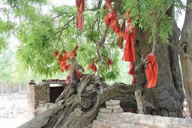 唐宗种下一“神树”，枝繁叶茂千余年，寺庙改建，一场雷击变朽木