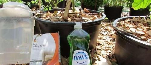  [阿司匹林药片]阿司匹林药林能用来养花？能促进生根发芽，简直就是植物的“福音