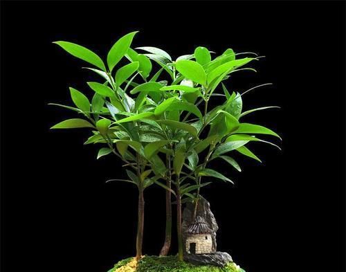  #漂亮#植物界的活化石，净化空气驱蚊效果好，室内不可不养的漂亮绿植