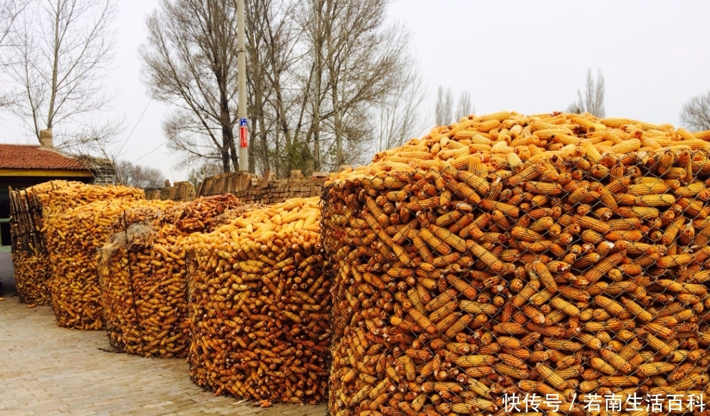  【玉米】农民即将迎来秋收，今年玉米价格的走势如何？看看专家