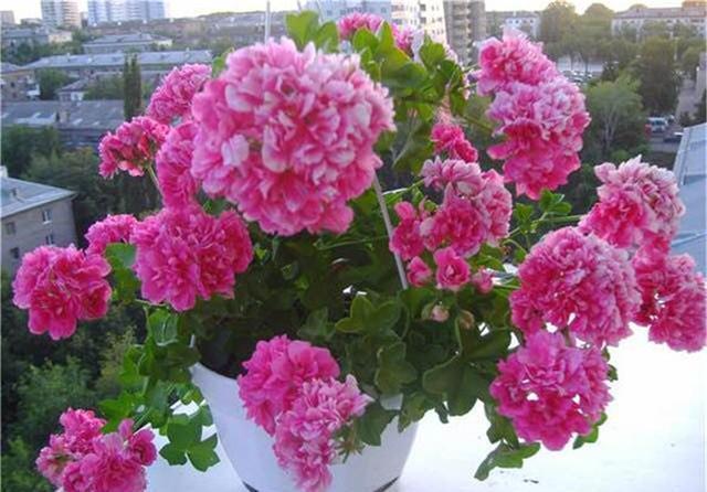 竺葵在生长|“天竺葵”叶子发白萎蔫?用好这3招,叶子翠绿长势好