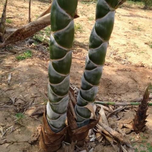 这种竹子非常值钱，一株上万，很难得见到