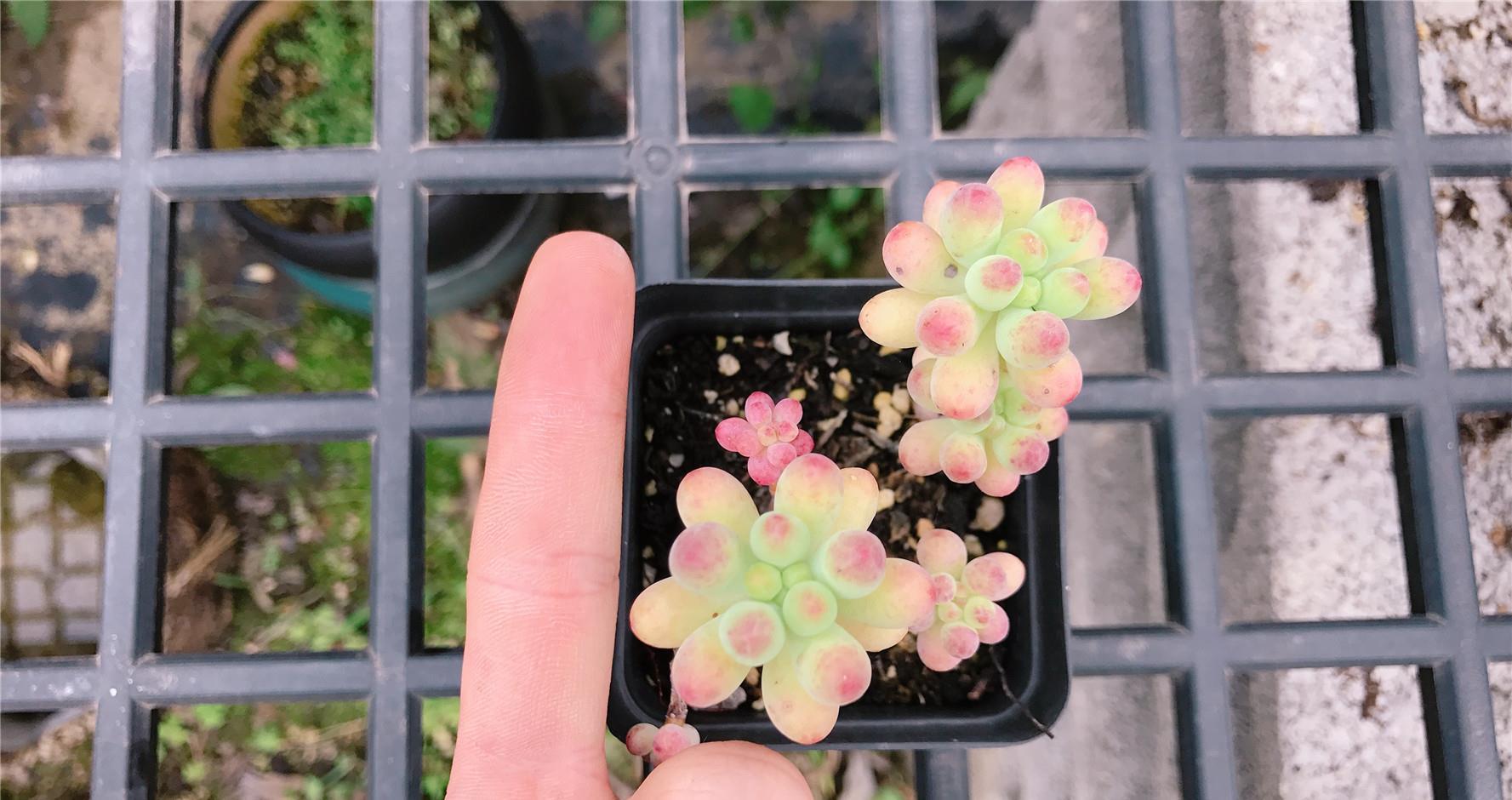  小美女：乙女心老掉叶子，3个细节“防秃头”，别让多肉小美女变“光头”