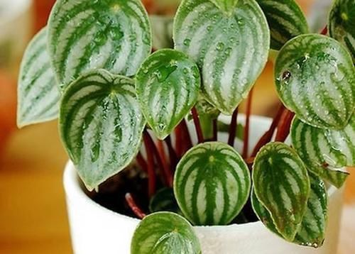  『植物』这植物的叶子就跟西瓜似得，不注意看真以为是西瓜