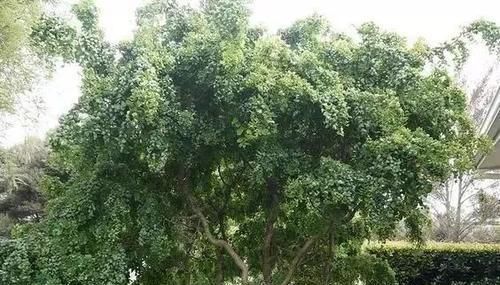  『寓意』这些植物特别好卖，就是起了个好听的名字，寓意就是好