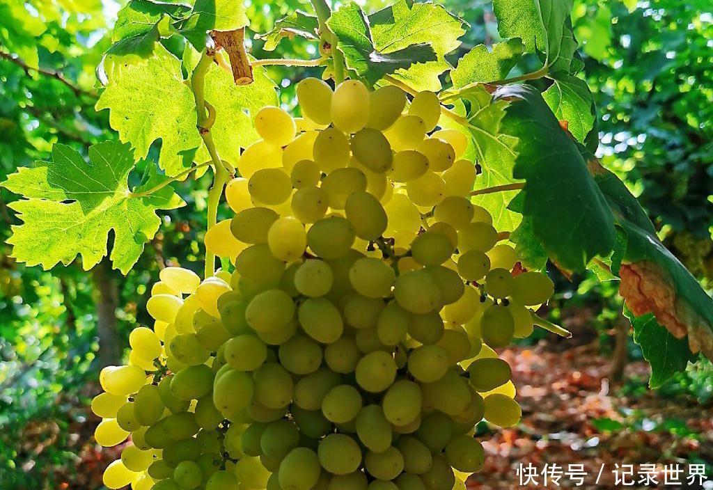  [吐鲁番]葡萄之乡在吐鲁番吗？哈密瓜之乡在哈密吗？错，在新疆