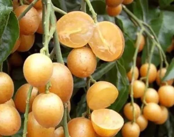  『空地』家有空地，一定种上这几款果树，一年四季吃不完来年亩收入2万元