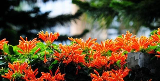  [木香花]这四种花养护得当能爬满屋顶，好养又长得快！