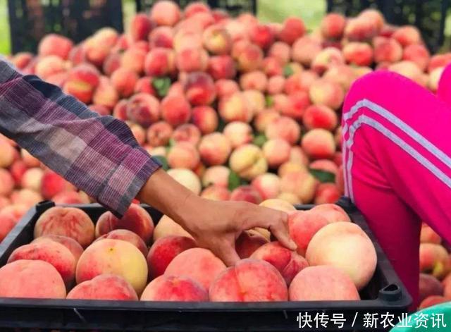  [桃子]被称为“五果之首”，价格一年比一年高，农民却说：一年