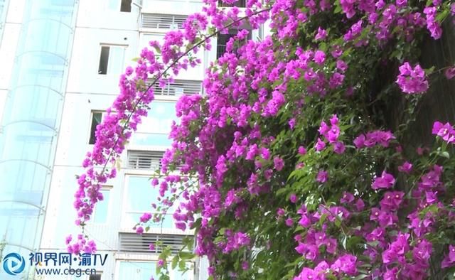  城市|三角梅朵朵绽放 城市增添勃勃生机