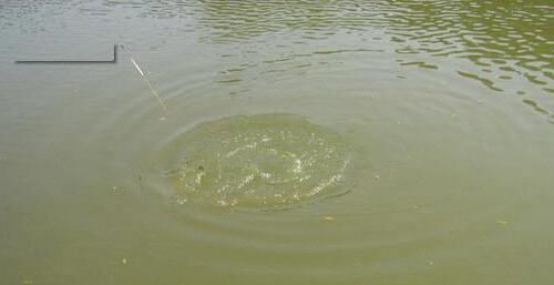  杂物落水@春季鱼儿习性较特殊,野钓时打窝需要注意两点技巧