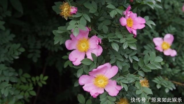 『缫丝』缫丝花是什么?现在开花正当时!一起来瞧瞧吧!