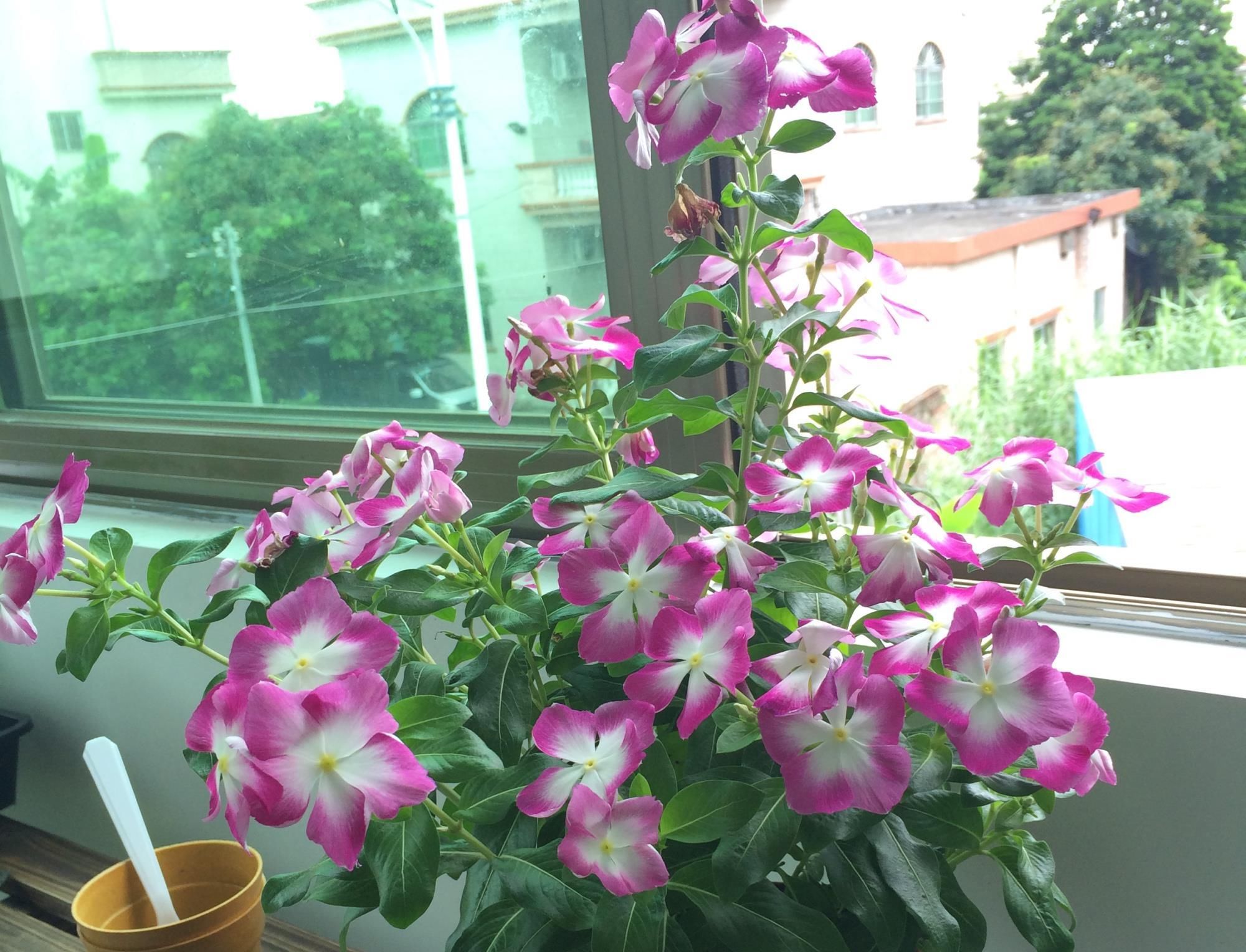  『植物』开花最勤快的植物，天天开花，养护容易，是盆栽佳品，还可做盆景