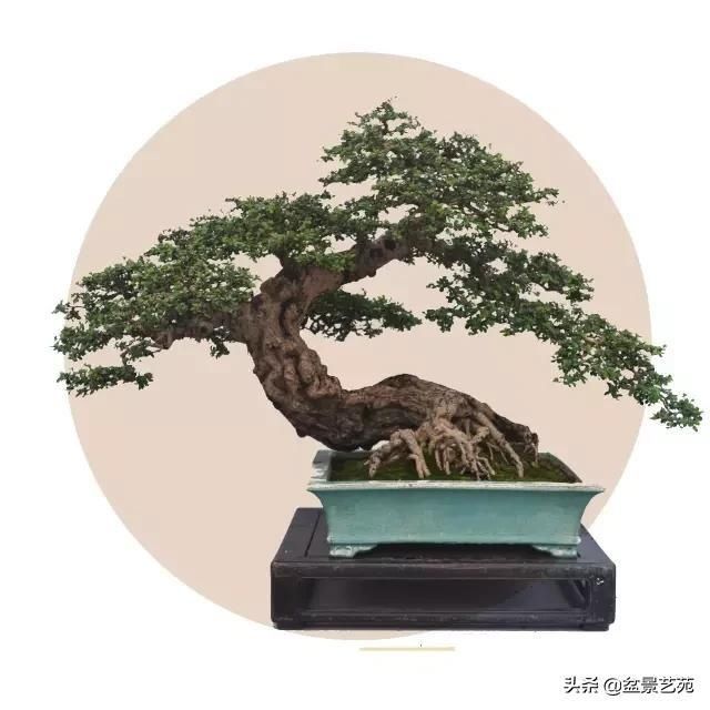  「成寸」盆景百态，缩地成寸