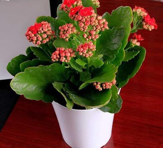  「至少」“年味十足”的10种花，家里至少摆1盆，寓意吉祥，还特有面儿