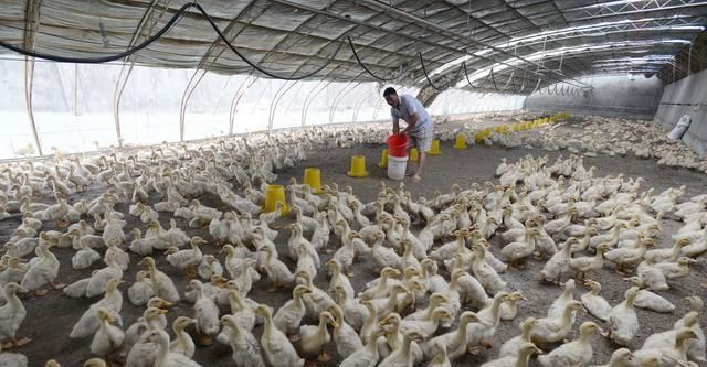  养殖场■要想在农村安心创建养殖场，这三个证件一个都不能少