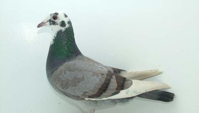 为什么鸽子参赛会容易生病?