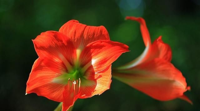  『记住』养好朱顶红，这些要点要记住，开花多又漂亮