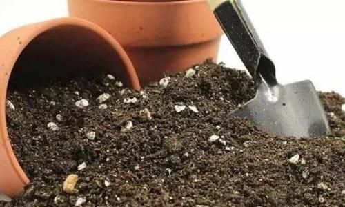  『省钱』盆栽用啥土好？7种材料任君选，自由搭配可栽花种草，省心又省钱