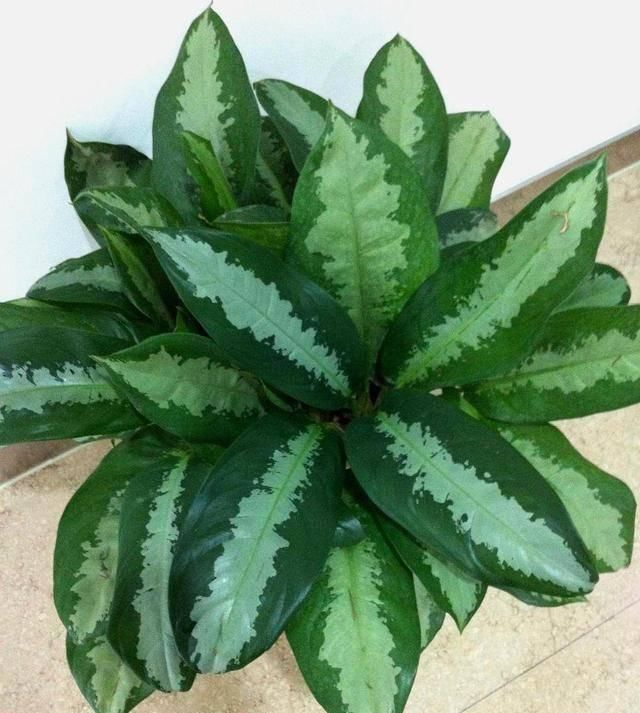  阳光■5种皮实花真耐养，家里通风差，没阳光都不怕