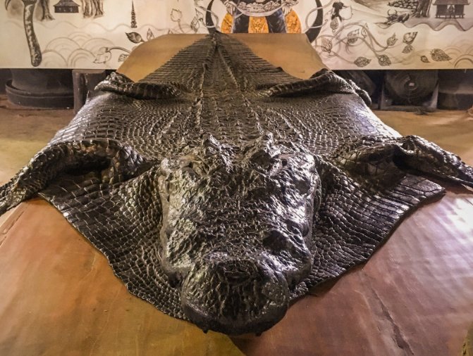  【标本】泰国最特殊的博物馆，陈列着各种动物标本，游客络绎不绝