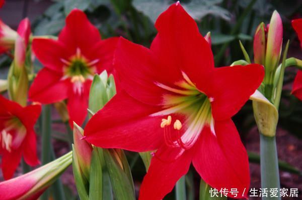 「选择」喜欢在家中养护花卉，就选择开花量繁多，花期长，花色艳的3种花
