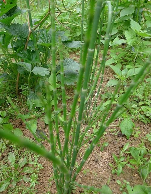  节节草：农村一种最像竹子的野草，农民见到就铲，殊不知用处真不小