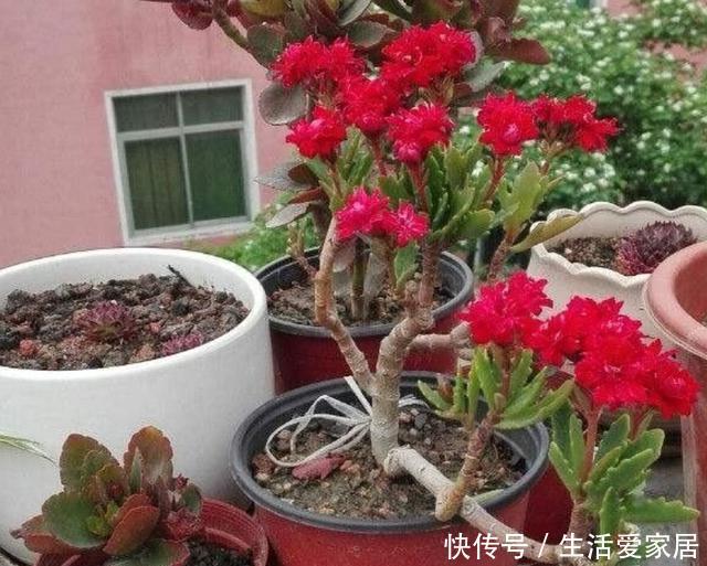  「根部」养花浇水难、摸不清量，就划分为6点，让根部不再受水患影响