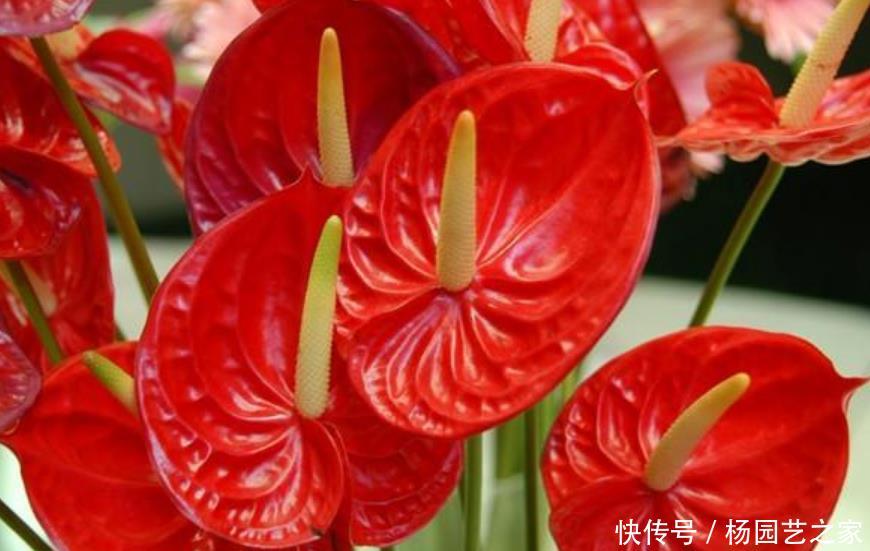  [幸福树]客厅最适合养3种花，叶片茂盛，上档次，好运不断！