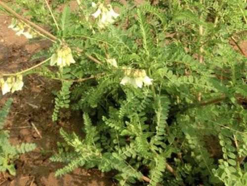  【见到黄芪】在家乡，若是见到1种“黄芪”，请保护起来，和车前草一样珍贵！