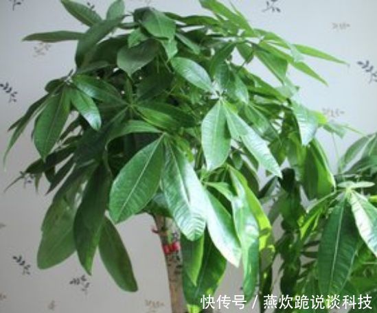  「漂亮」“4种花”养家里，漂亮养眼，简单养护就能长得旺，花美心情好！