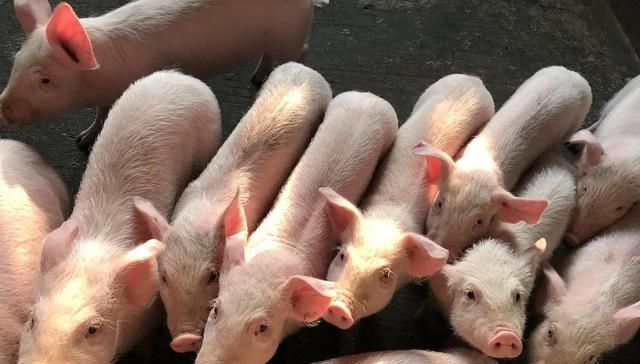  开放：养猪政策开放后的今年，农村养猪户数量会不会大幅增加？