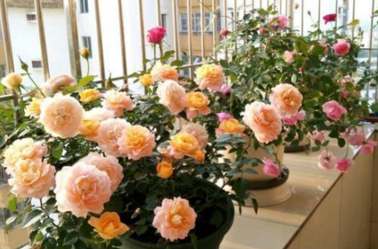  「常养」家中常养5种花“不用买”？掐个枝条插土里就活，晒晒就开花！
