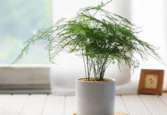 越养越■这3种植物虽然“丑”，却是天然“空气净化器”，越养越值钱