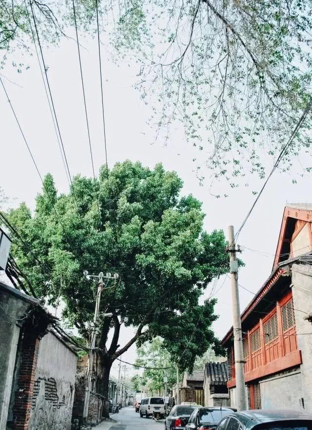  槐树@北京人的生活，一年四季都离不开树！