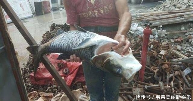  『斤左右』药鱼人干的好事，群鱼一夜之间全部翻白肚皮了！