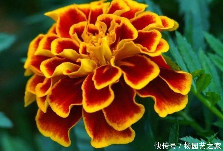  「长春花」几种花，款款是“拼命三郎”，越热越晒越开花，美爆整个三伏天