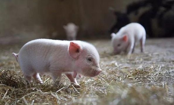  #补贴#一头母猪赔付1200元！10省发布补贴、扩生产政策