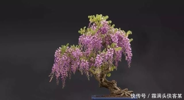  [栽种盆景]玩盆景，已成为当下追求高品质生活的一股潮流