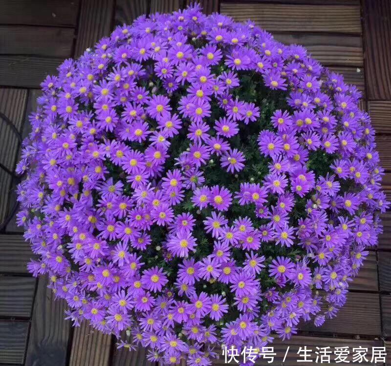  「很快」喜欢姬小菊的别花钱买，掐个枝埋土里，很快就长满一大片！