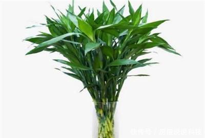  『养殖』水养富贵竹发黄怎么办
