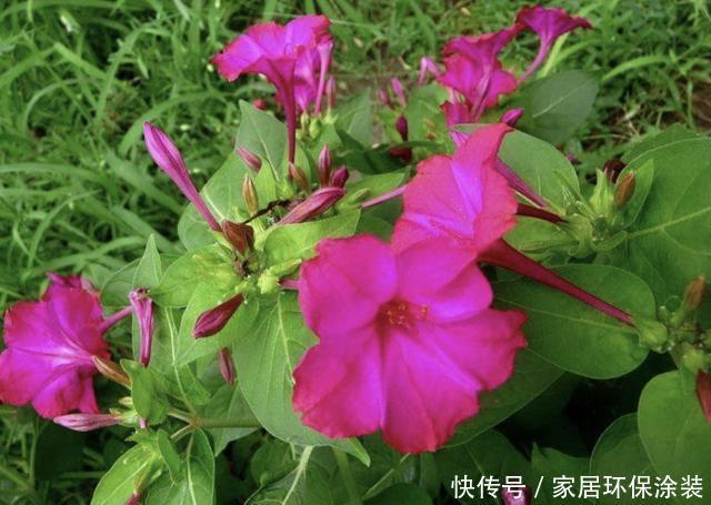 #湿润#湿润的河边,若是看到1种“地雷花”,记得珍惜,别轻易拔除!