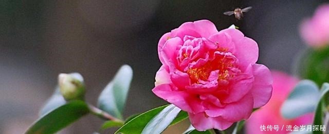 『种花草』可以食用的9种花草,最好在卧室放一盆!不但好看还好吃
