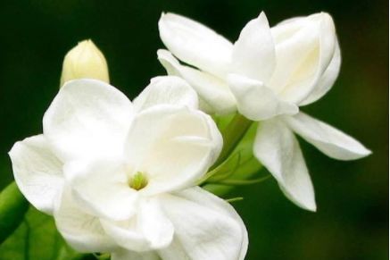  「芳香」4款艳丽的花卉，漂亮又好闻，养一盆放阳台，花开艳丽芳香怡人