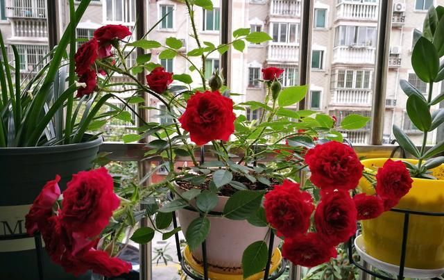 此种@此种盆栽花,标准大红色,漂亮又喜庆,四季花开不停,很值得栽培
