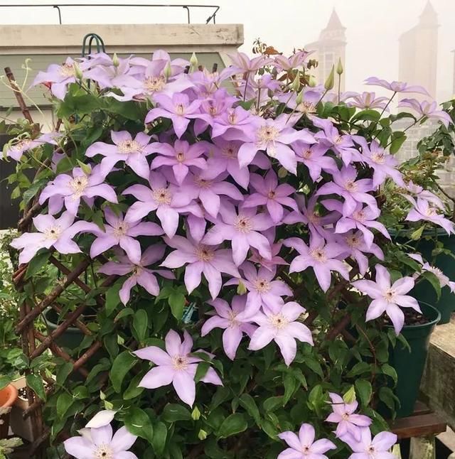  【满园】绿萝吊兰别再养,此花养法简单,花期7个月,一开就是花满园