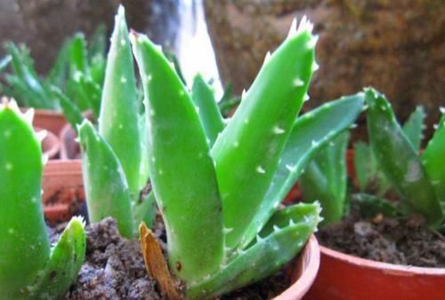  『经验』家庭种植芦荟的关键，在于这3点养护技巧，学会了疯长还少生病