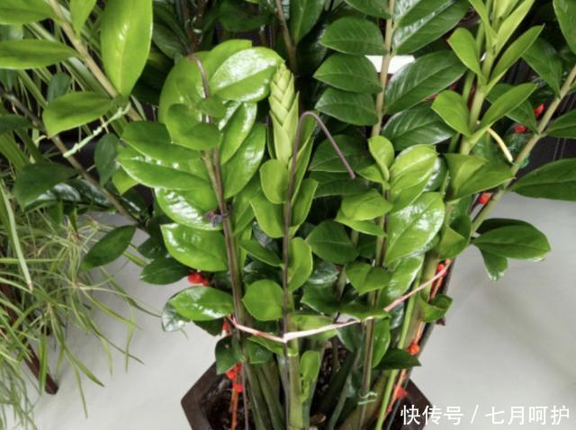 #旺盛#有“2种花”耐旱,1个月浇水一次,依旧旺盛,养1盆在家,好看!