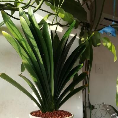  「叶子」君子兰是多晒好,还是少晒好很多人弄反了,难怪黄叶不开花