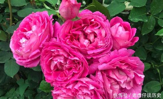  能开出@她花10元买了一种花，随意栽种在花园里，历经2年，开花惊艳全场